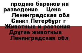 продаю баранов на разведение  › Цена ­ 5 000 - Ленинградская обл., Санкт-Петербург г. Животные и растения » Другие животные   . Ленинградская обл.